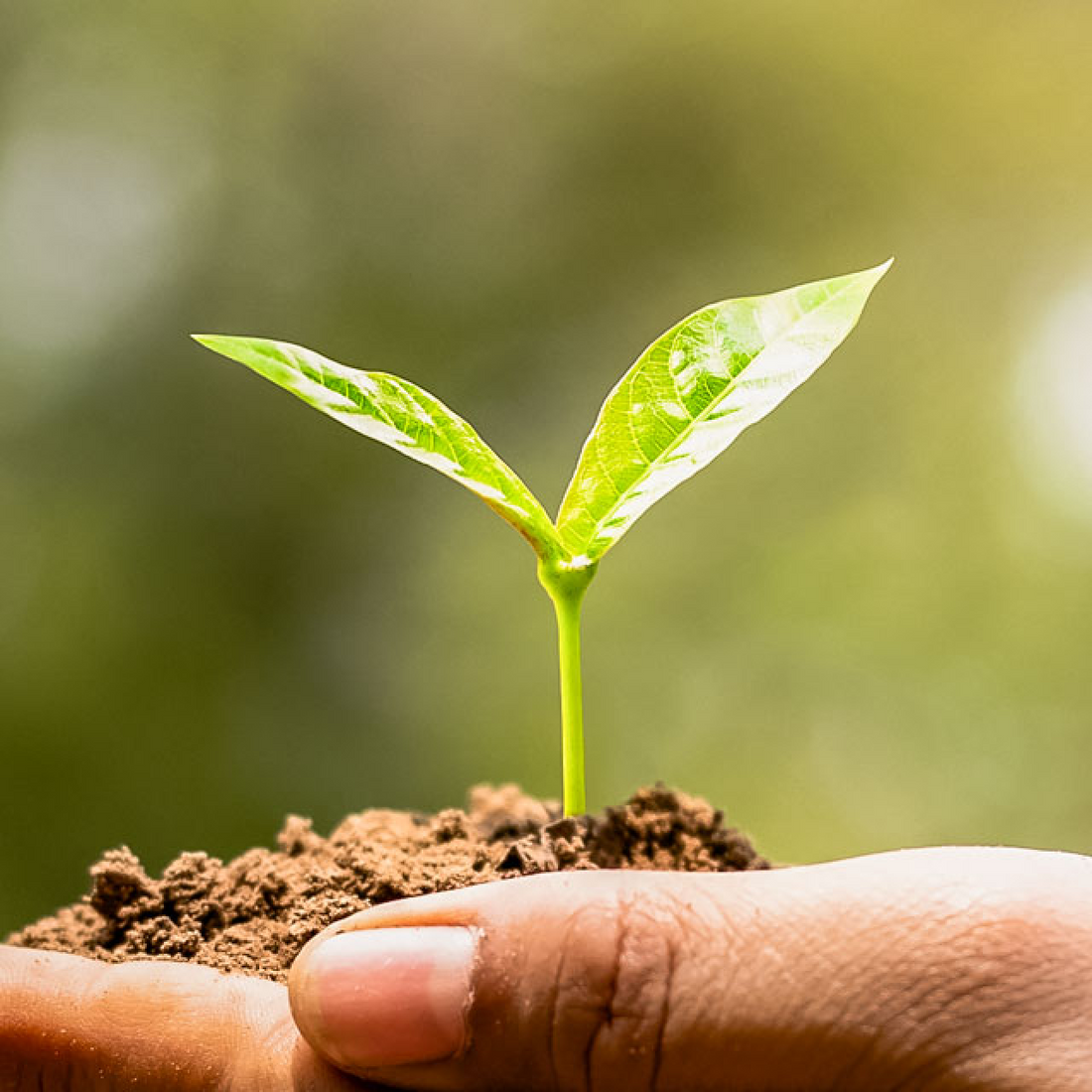 Sustainability
